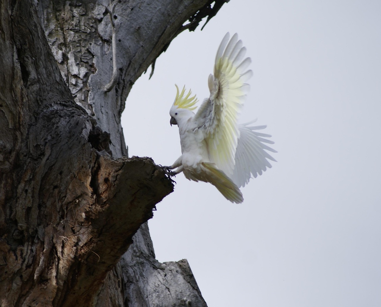 cacatua dal ciuffo giallo 3