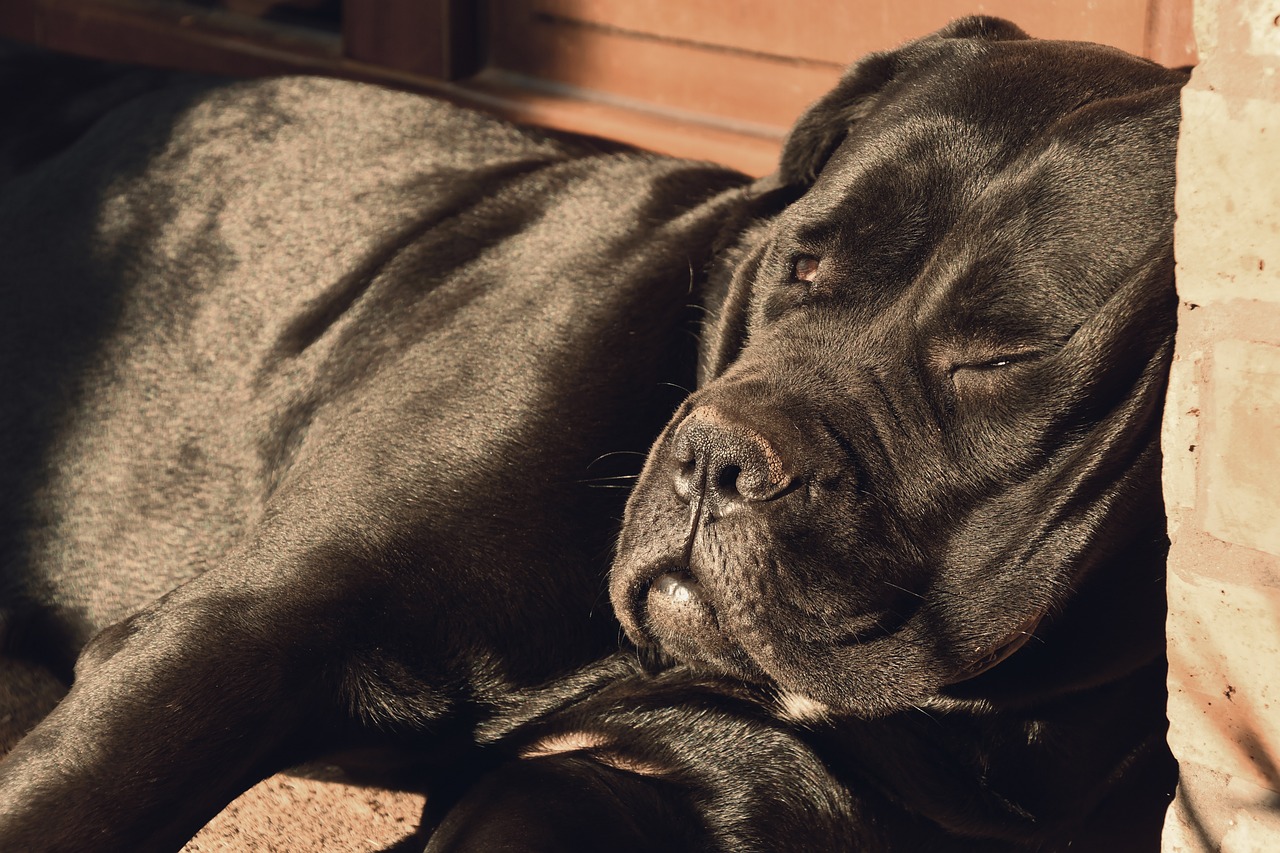 cane corso 3