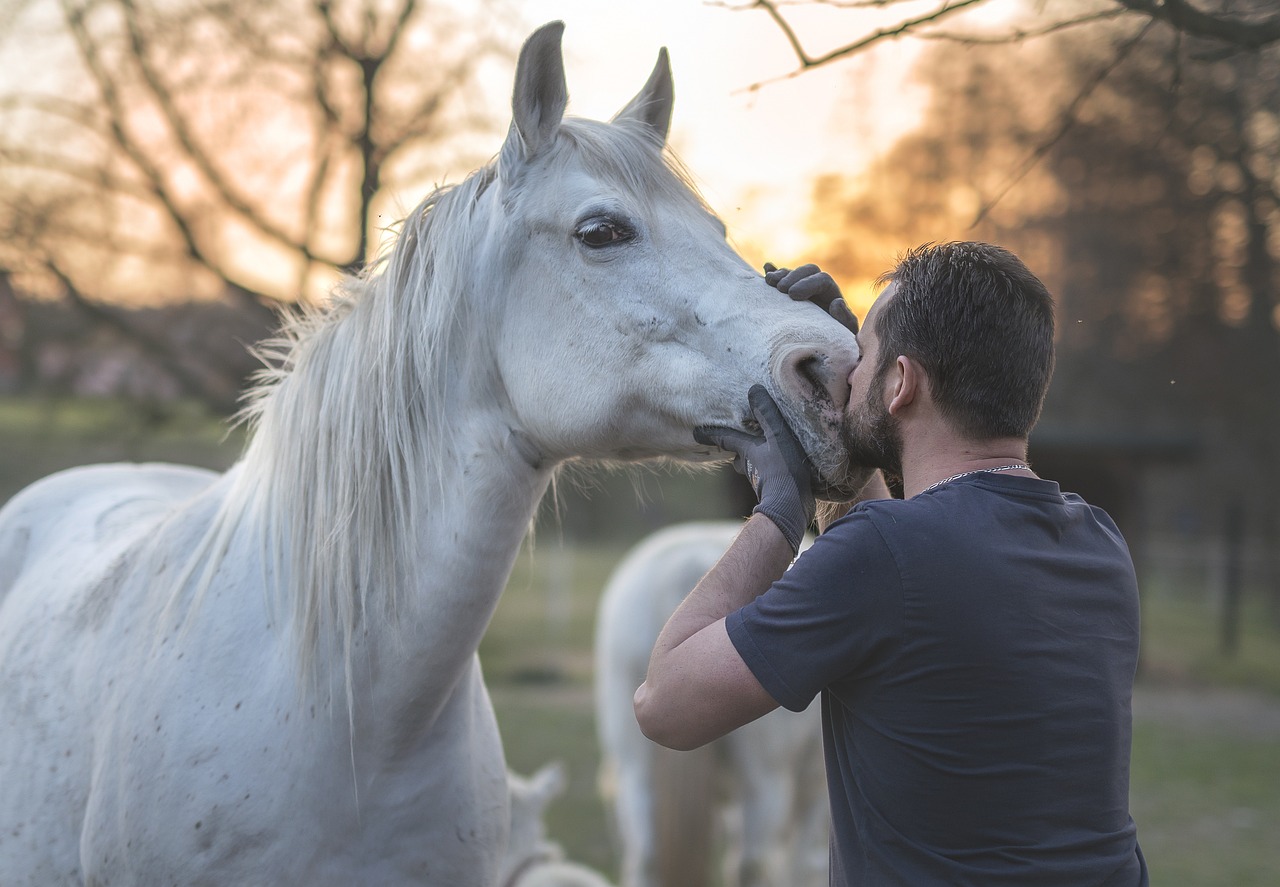 cavallo arabo