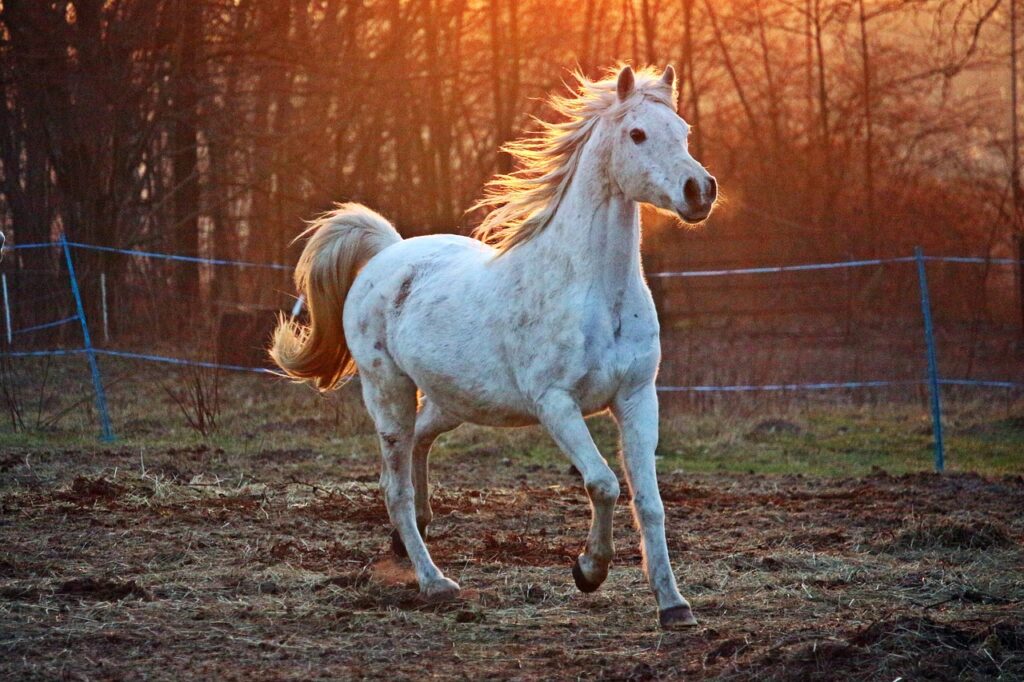 Cavallo Arabo