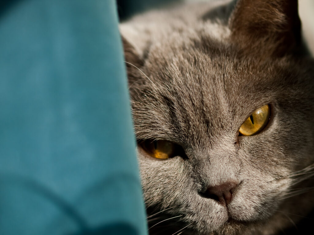 Il diabete nei gatti
