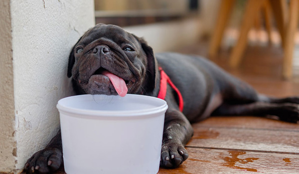 Colpo di calore nei cani