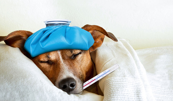 Come indurre il vomito nel cane