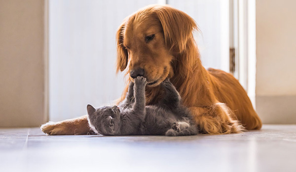 Cani e gatti