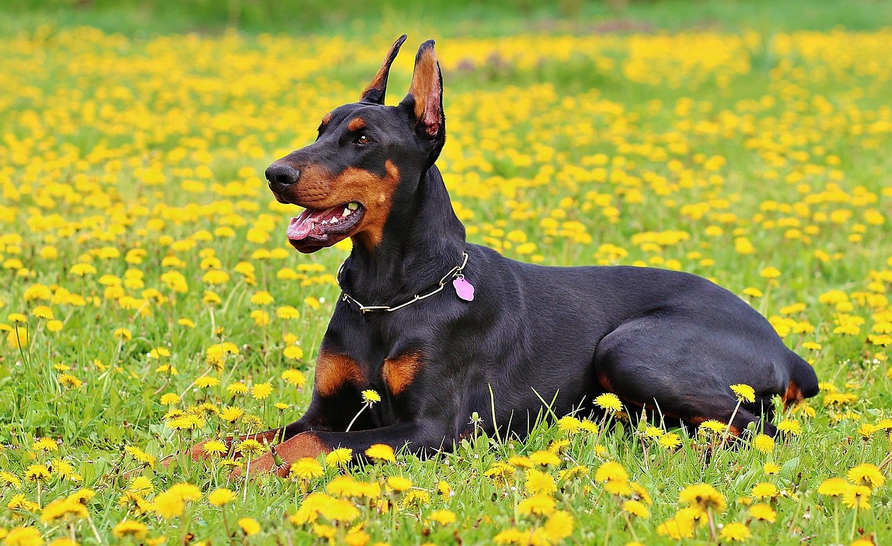 Dobermann Dobermann