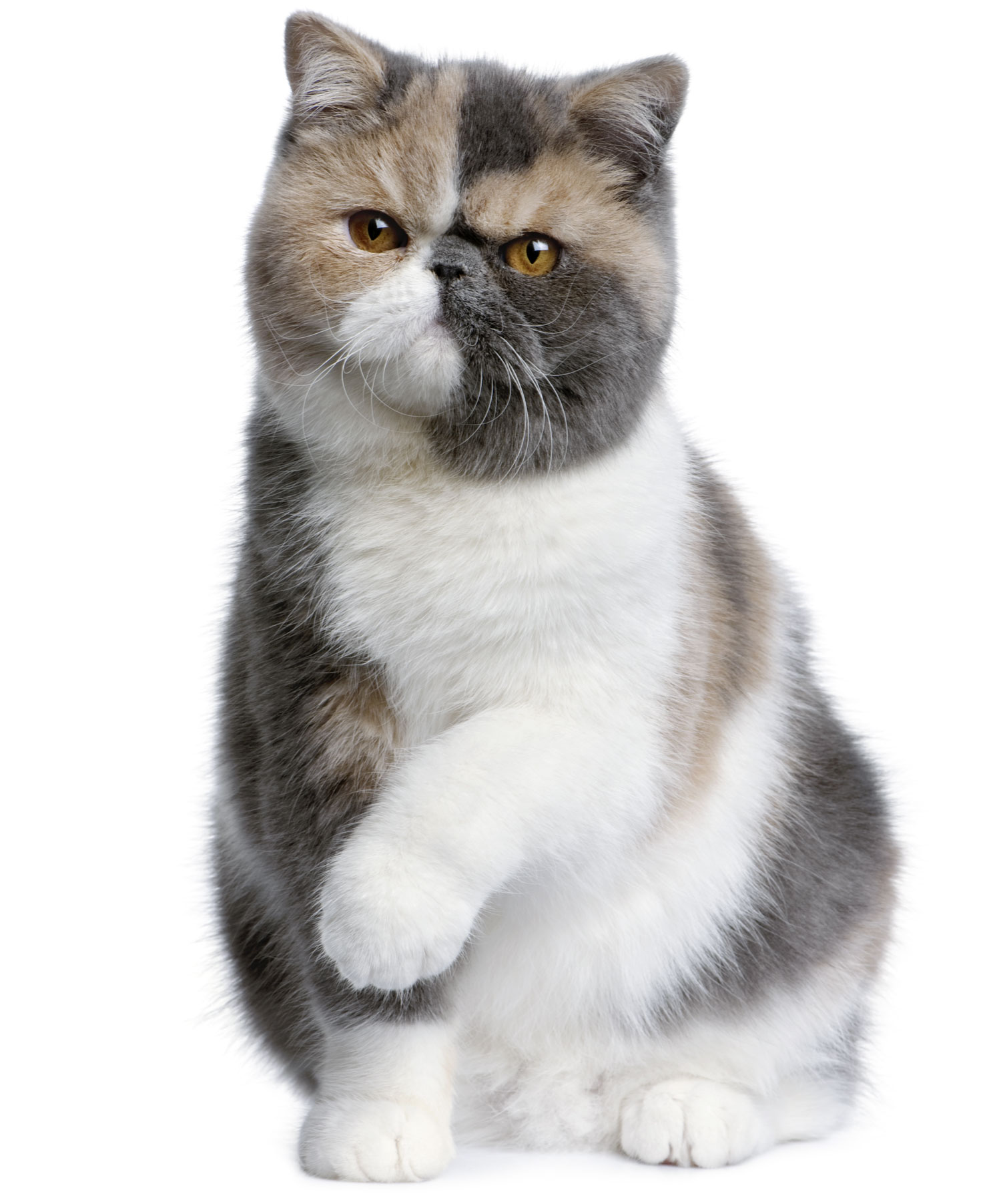 Gatto Exotic Shorthair Gatto Exotic Shorthair