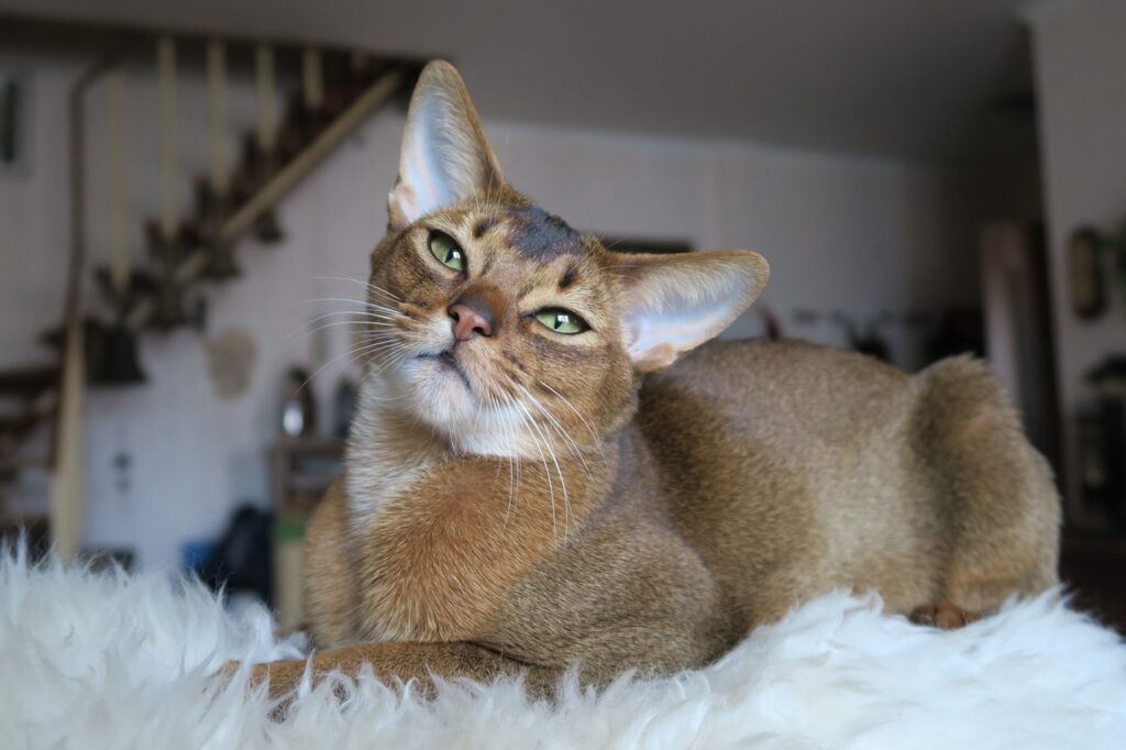 Gatto abissino