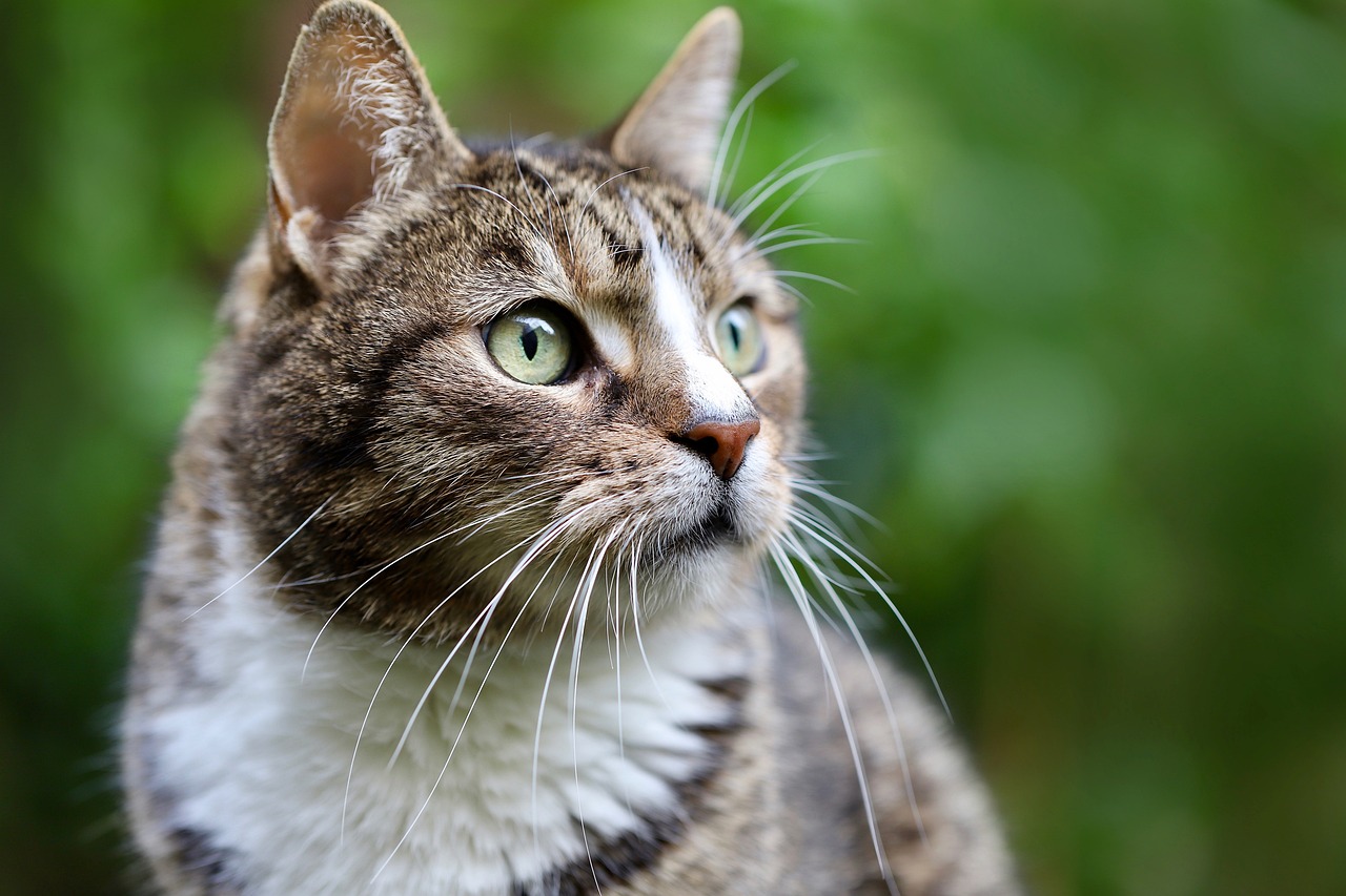 Gatto Europeo gatto europeo
