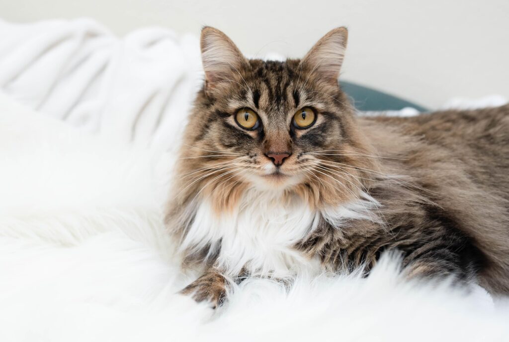 Gatto Maine Coon