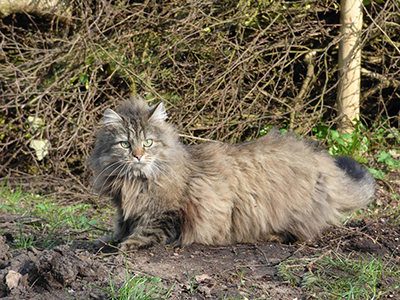 Gatto Norvegese delle foreste