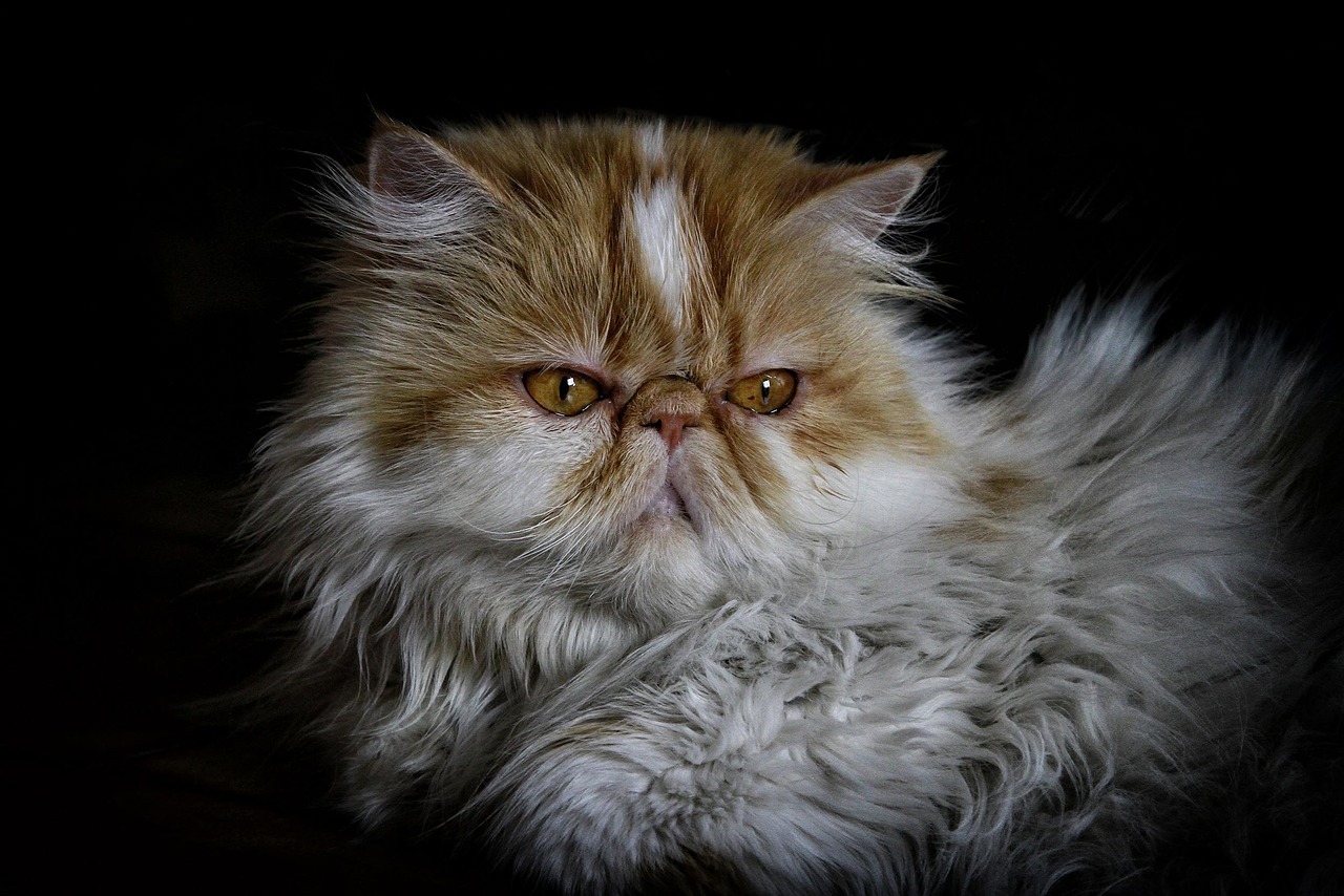 Gatto persiano