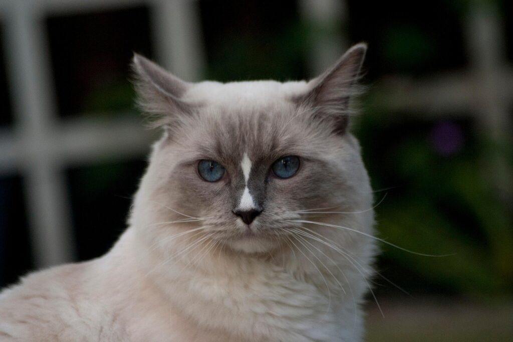 Gatto Ragdoll