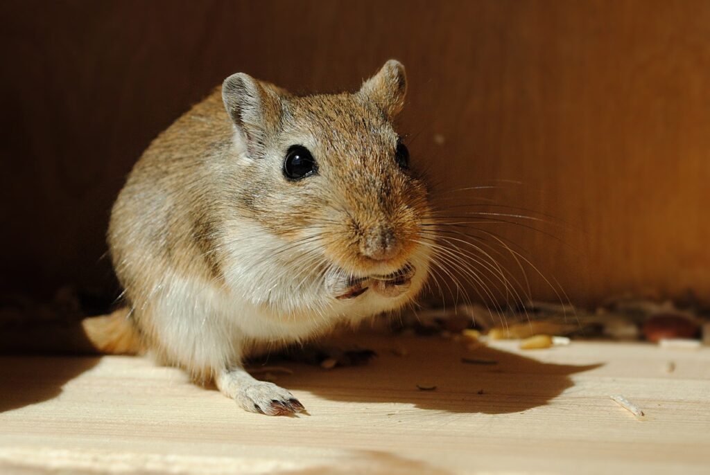 Gerbillo