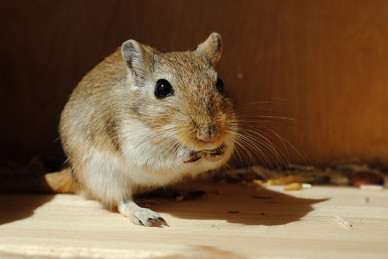 Gerbillo