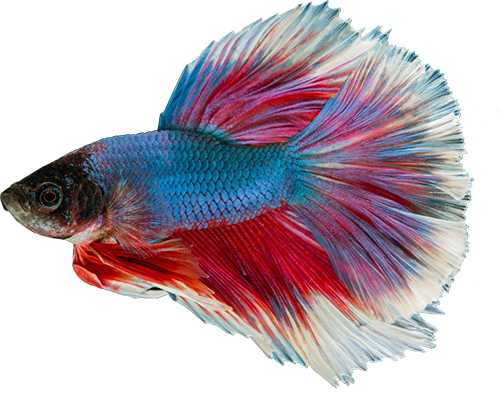 guppy 2