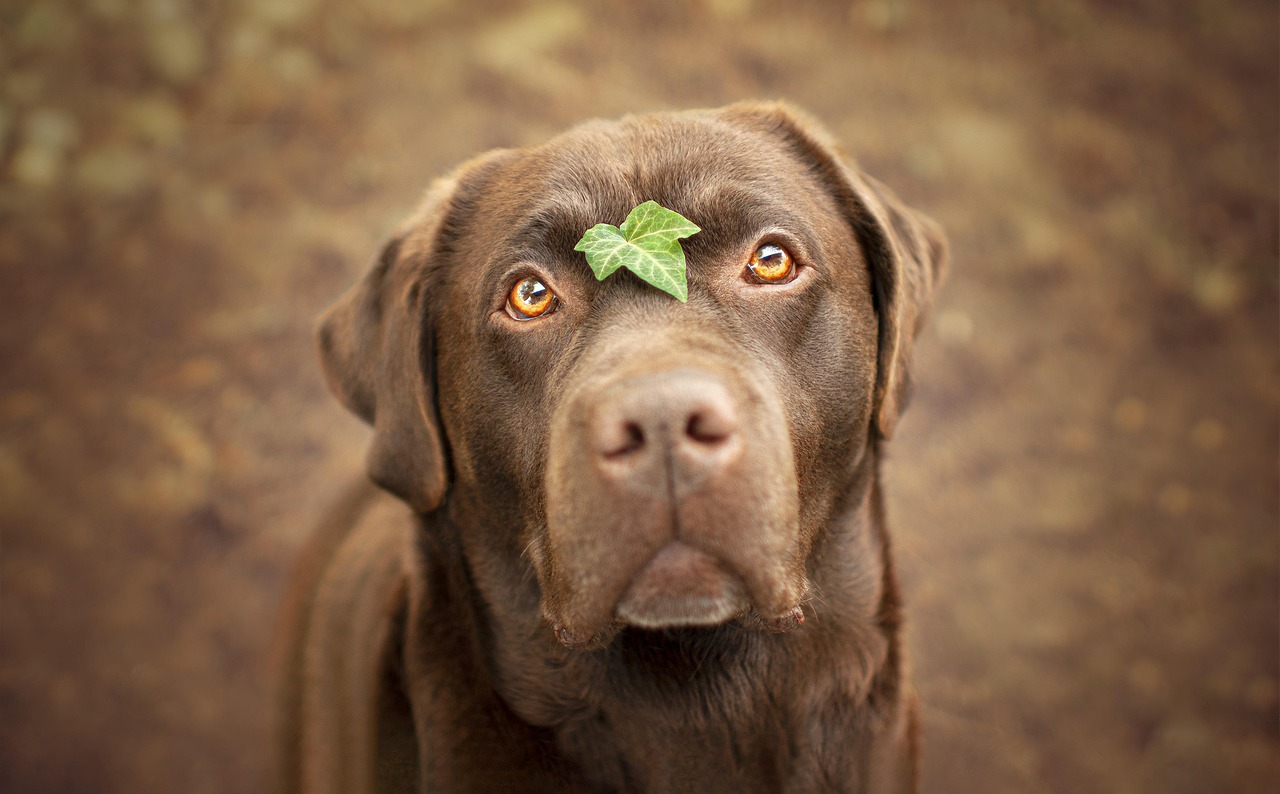 Labrador Labrador