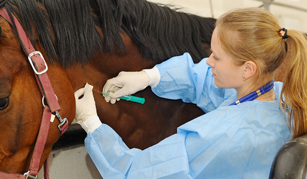 influenza equina