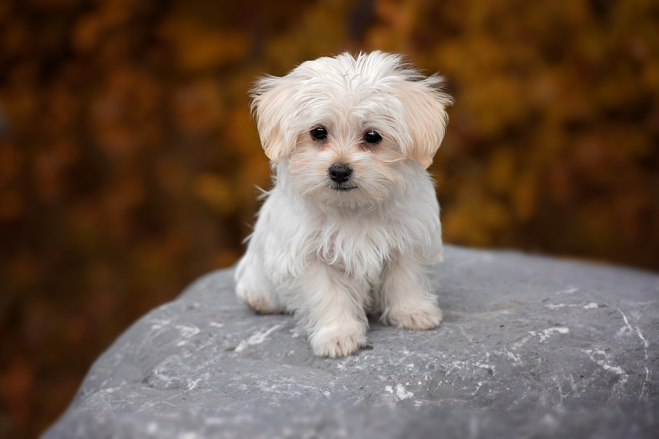 Maltese Maltese