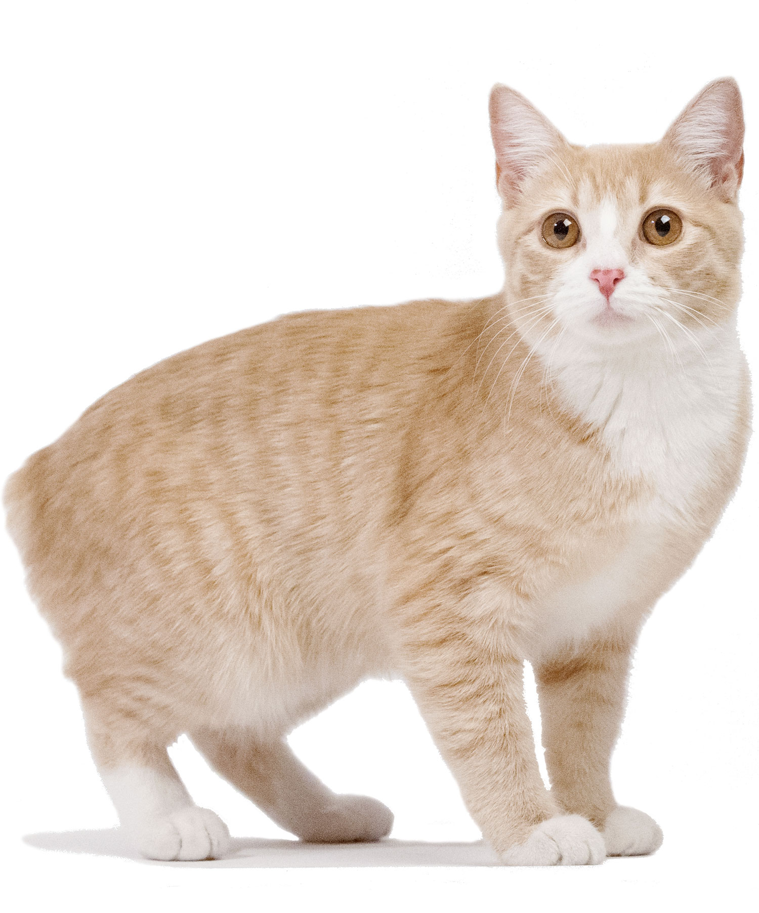 Gatto Manx