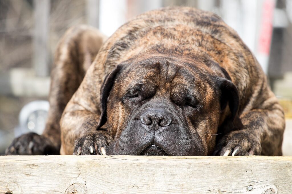 Mastino Inglese