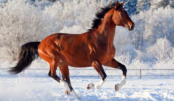 corpo del cavallo