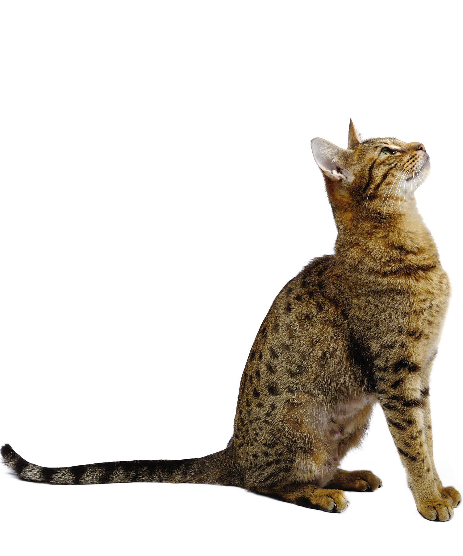 Gatto Ocicat