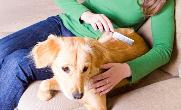 Parassiti esterni nel cane