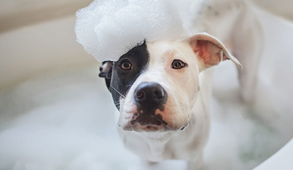 Fare il bagno al cane