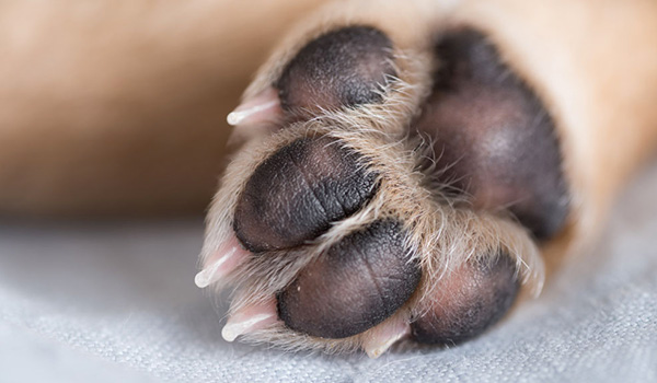 Rimedi casalinghi per il sanguinamento delle unghie del vostro cane