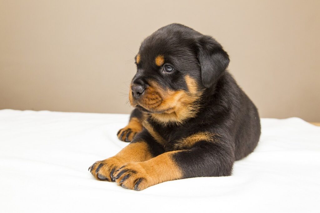 Rottweiler: storia, aspetto, carattere, cura e prezzo