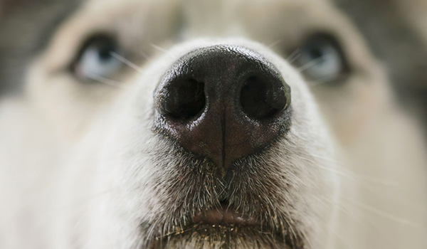 Sangue dal naso cane