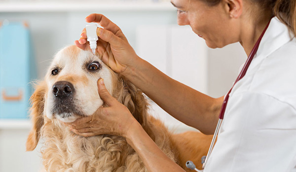 Diagnosi e cause dello scolo oculare