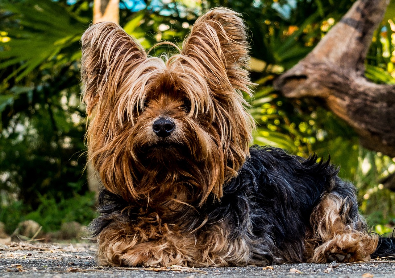Yorkshire Terrier Yorkshire Terrier