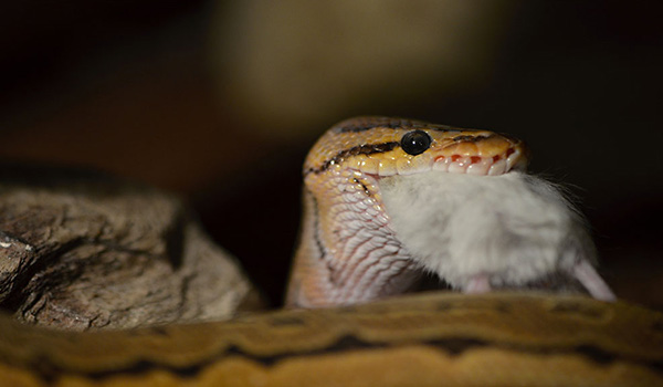 Serpente boa