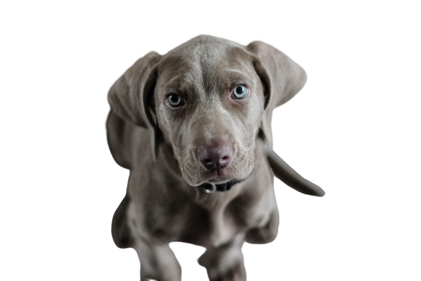 Weimaraner Weimaraner