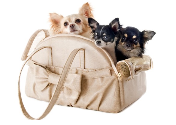 Accessori per cani chihuahua como