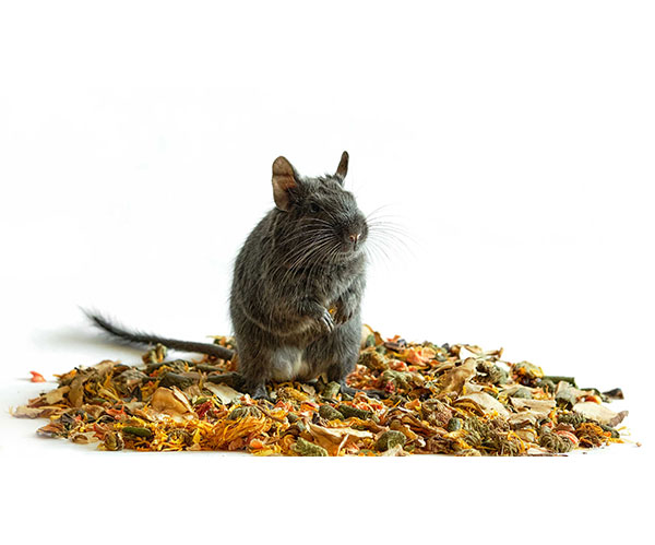 Degu Degu