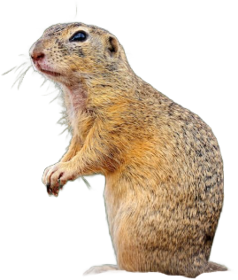 Citello