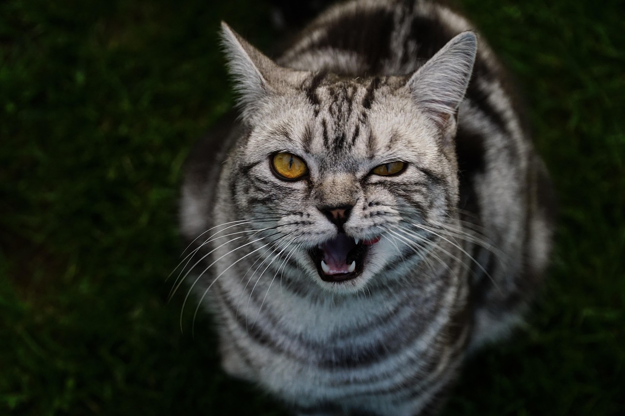 Gatto American Shorthair