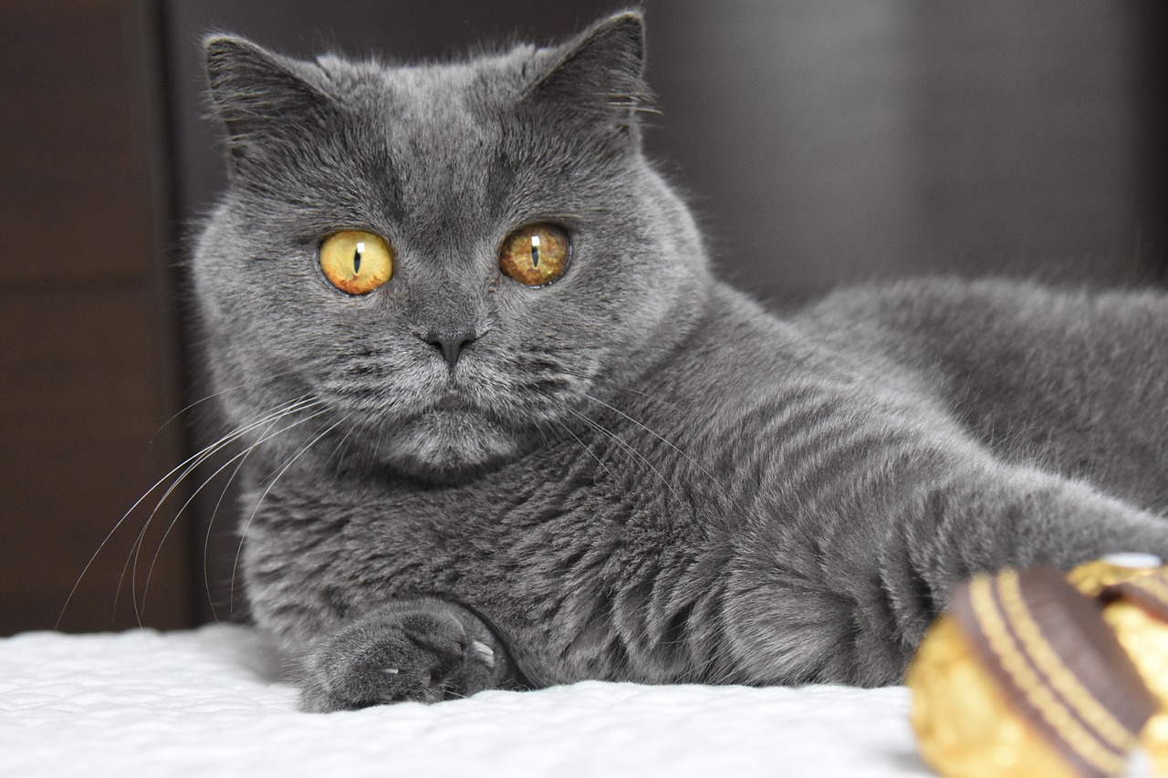 Gatto British Shorthair