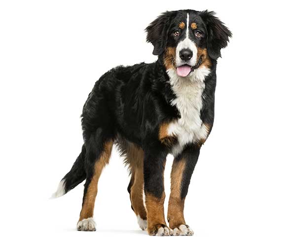 Bernese Mountain Dog