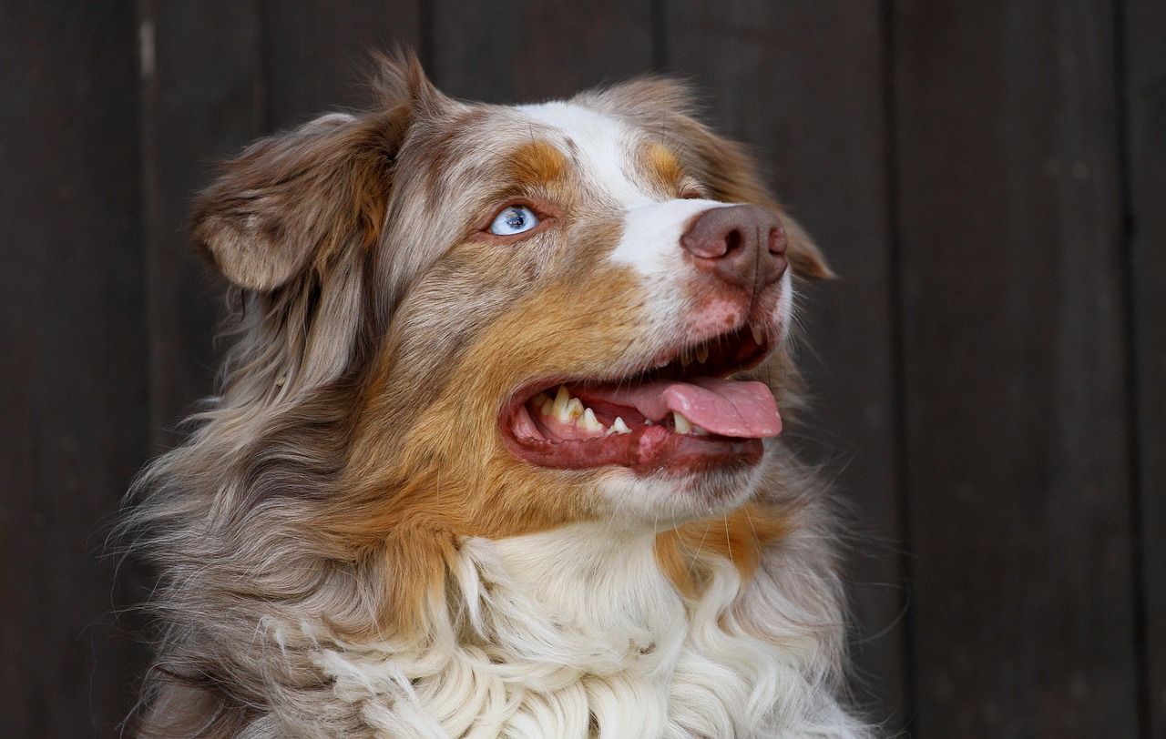 Australian Shepherd Australian Shepherd