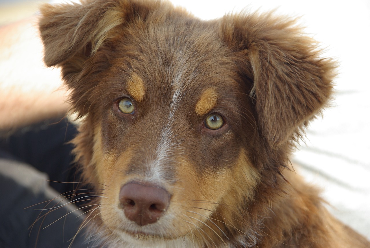 australian shepherd 3
