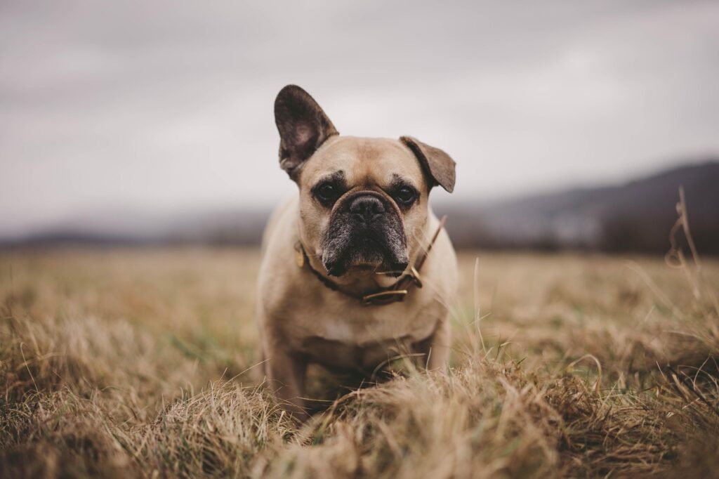 Bulldog Francese