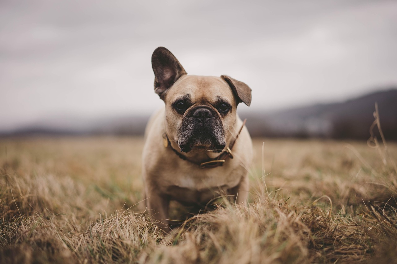 Bulldog Francese Bulldog Francese