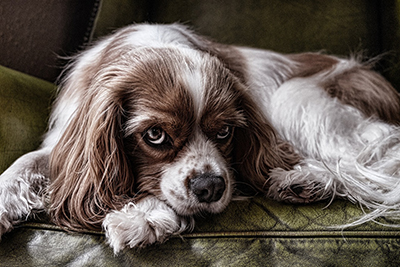 Cavalier King
