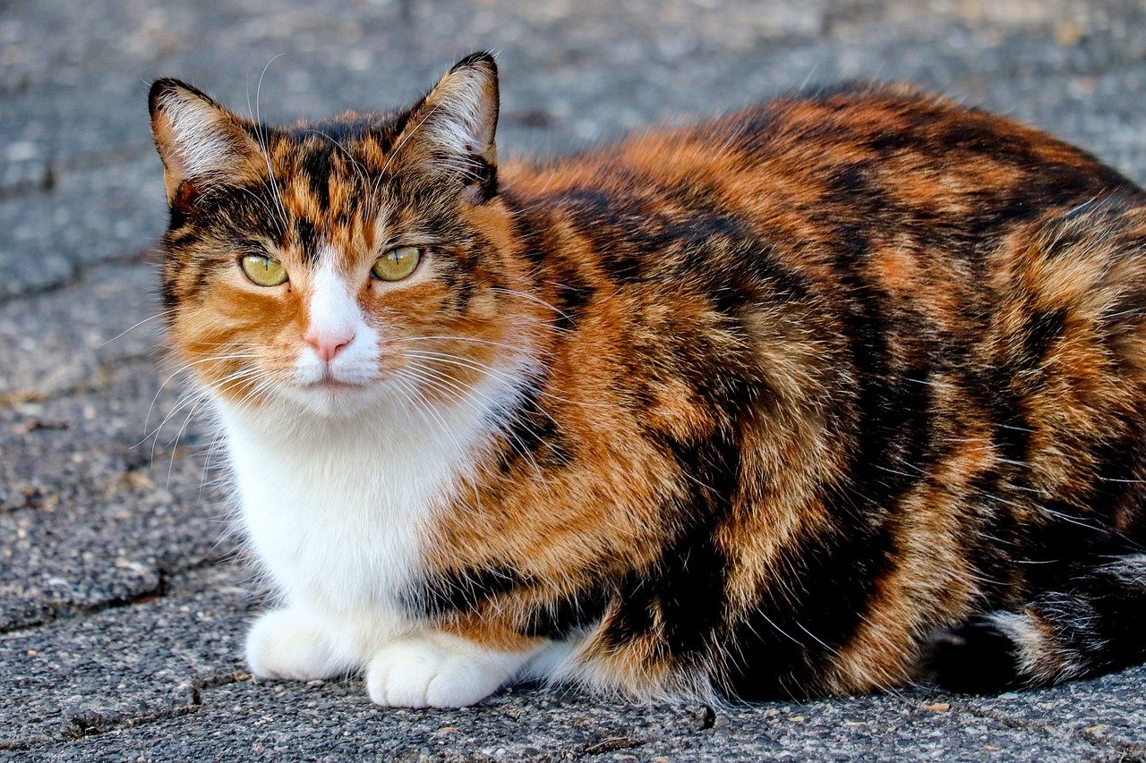Gatto tricolore