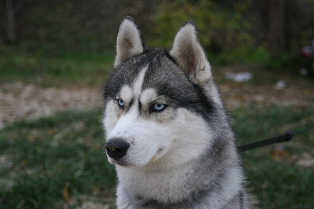 Husky
