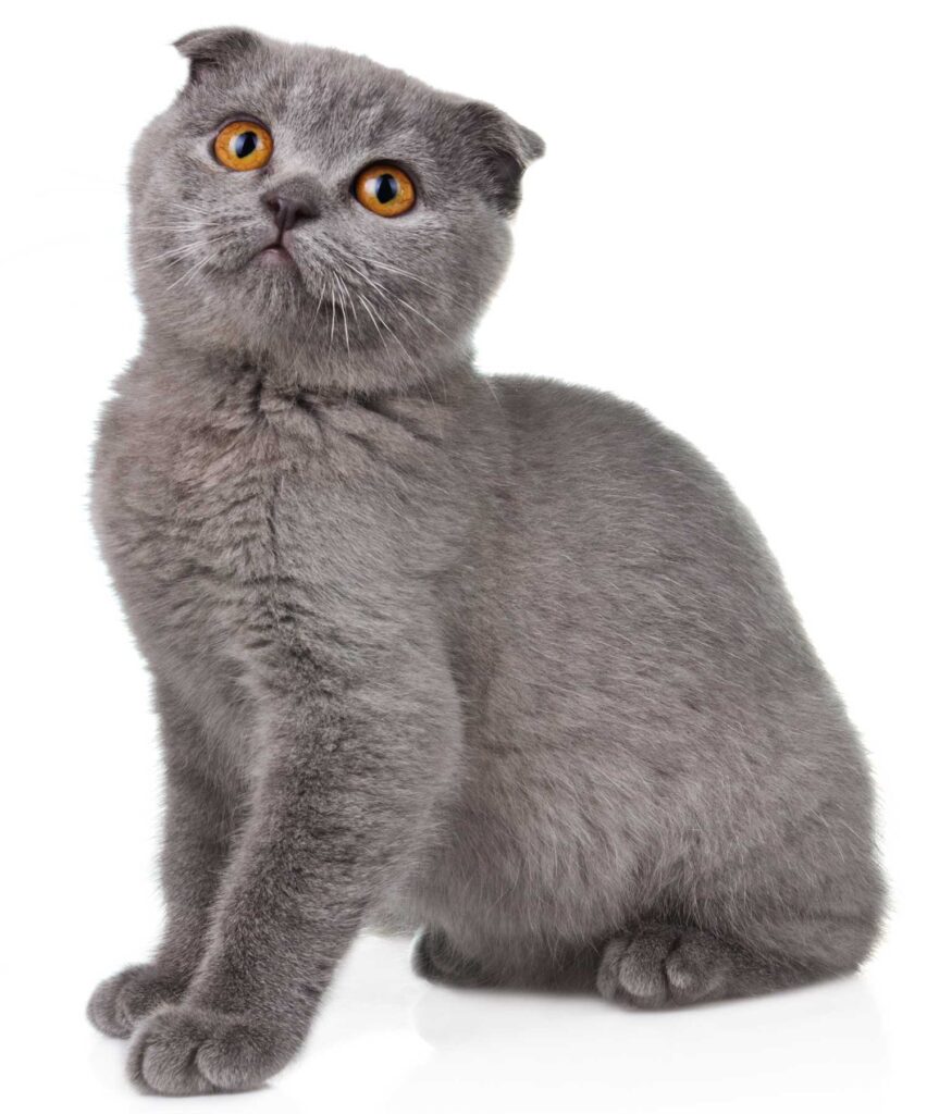 Gatto Scottish fold