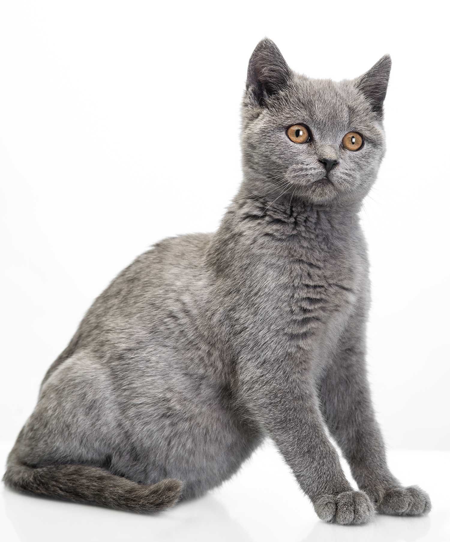 Gatto Scottish straight